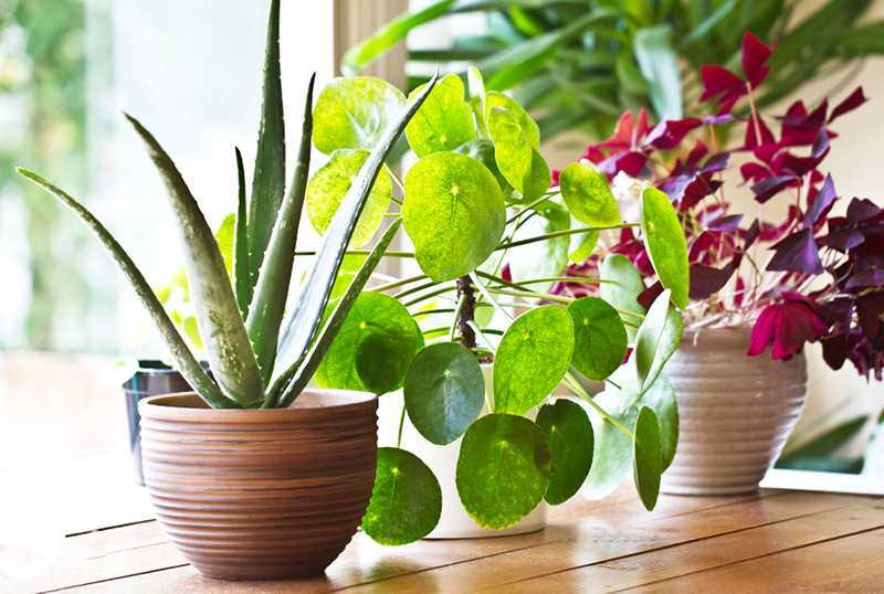 7 Indoor Plants That Purify Your Air